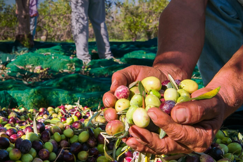 benefici olio extravergine di oliva autunno