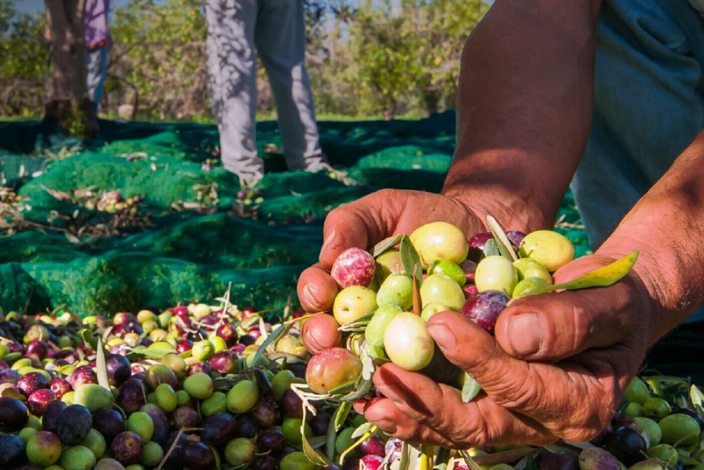 Benefici Olio Extravergine di oliva in Autunno