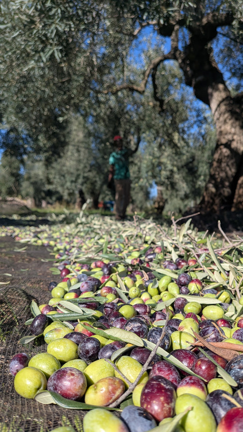 Olive appena raccolte nei campi di Azienda Agricola Tricarico